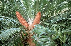 Image result for Encephalartos gratus