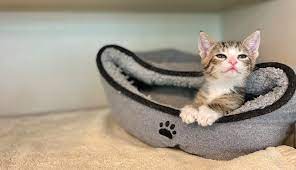 Maybe you would like to learn more about one of these? Monmouth County Spca Home Facebook