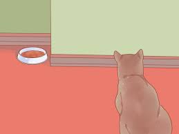 Fresh, clean water should be readily available in several places at all times. 4 Ways To Put Your Cat On A Diet Wikihow