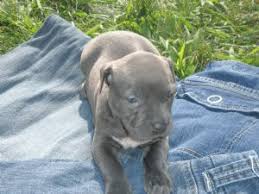 It has a lot of positive things. American Pit Bull Terrier Puppies In Michigan