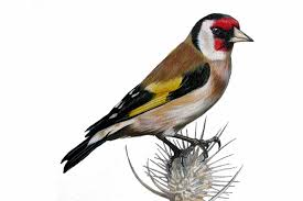 All the print places i found in bushwick area were closed so im happy this place was here. Turismo Abaurrea El Jilguero