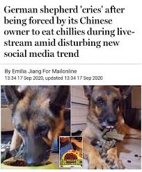 These mixes are playful by nature, but have strong instincts to protect. Mainland Chinese Are Pure Idiots 9gag