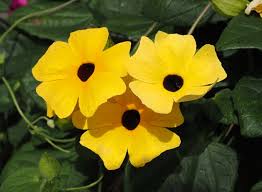 Image result for Thunbergia serpens