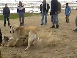 Patron Vs Darbe Dailymotion Video