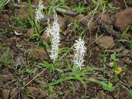 Image result for Chlorophytum calyptrocarpum