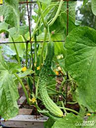 Vining cucumbers vining cucumbers take up a great deal of garden real estate when left to sprawl on the ground. Cucumber Trellis Ideas Tips Inspiration For Vegetable Gardens