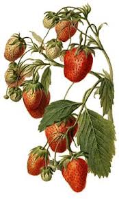Breeding Of Strawberries Wikipedia