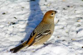 Check out our pine grosbeaks selection for the very best in unique or custom, handmade pieces from our shops. Bird Watching Pine Grosbeak Free Photo On Pixabay