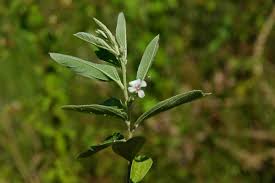 Image result for Helicteres