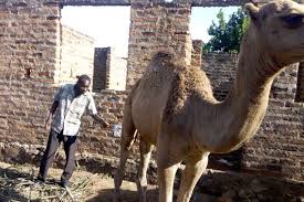 How often do you usually wash your hands while working at the quarantine facility? Busia Villagers Drink Camel Urine To Treat Diseases Wardheernews