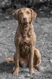 Chesapeake bay retriever puppies for sale. 23 Cbr Ideas Chesapeake Bay Retriever Chesapeake Chesapeake Bay Retriever Puppy