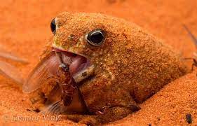 Just Another Dead Rat Spadefoot Toad Toad Frog And Toad