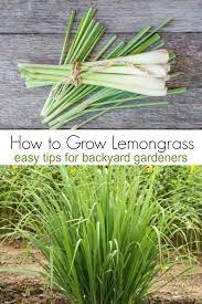 Lemongrass How To Grow It And What To Do With It Lemongrass Plant Grow Lemongrass Lemon Grass