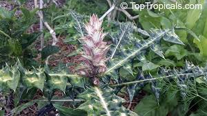 Image result for Acanthus montanus