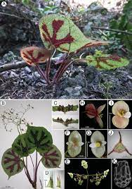 Begonia Masoniana Irmsch Ex Ziesenh A Habitat And Habit Showing Download Scientific Diagram Begonia Plants Fruit Plants