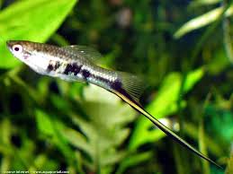 Xiphophorus Montezumae Porte Epee Du Montezuma Aquarium Fish Freshwater Aquarium Fish Tropical Fish Aquarium