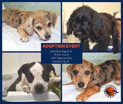 Minority enrollment is 45% of the student body, and. Bay County Florida Emergency Services Puppies Everywhere It S Time To Empty The Shelter Again Join Us Saturday Aug 22 From 10 A M To 2 P M For Another Adoption Event All Pets
