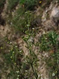 Image result for Thesium megalocarpum