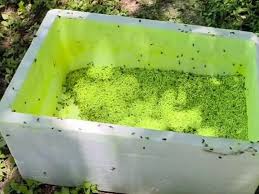 Parlamento Campesino rechazan frenar liberación de mosca estéril en Zacatecas
