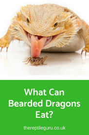 Bearded Dragon Diet What Can Bearded Dragons Eat The Reptile Guru Baby Bearded Dragon Bearded Dragon Care Bearded Dragon Diet