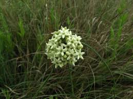 Image result for Sisyranthus