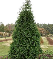The plant comes from canada, but this particular variety was bred by danish breeders. Carolina Gardening Thuja Steeplechase Green Giant Questions 1 By Doyledh