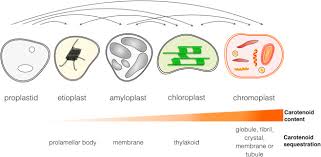 Leucoplasts are for storage of starch grain and oil drops. Carotenoid Metabolism In Plants The Role Of Plastids Sciencedirect