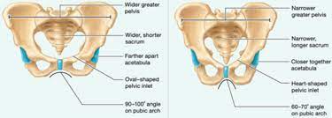 Male Vs Female Pelvis Structure Diagram Quizlet Hy everyone, welcome to our youtube channel humancore by prakhar it's a comprehensive online learning platform for everyone looking to learn about the. male vs female pelvis structure
