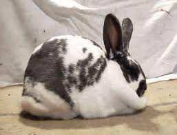 Check spelling or type a new query. The Nestbox Sleepy Creek Farm