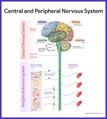 nervous system anatomy and physiology nurseslabs