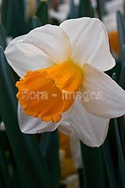 Trumpet Narcissus Tropical Sunset Spring Flowering Bulbs Spring Flowers Spring Perennials