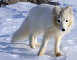 Photographs of the fox usually show it with a white winter coat, but the animal may be a different color depending on. Arctic Fox Facts And Adaptations Vulpes Lagopus Alopex Lagopus