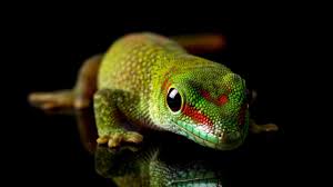 Artists painted the bodies of models, creating spectacular results. Gecko Spiritual Meaning What Does Seeing This Lizard Actually Mean