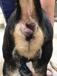 Rectal polyps are usually benign but over time can become malignant (cancerous). Canine Apocrine Gland Adenocarcinoma Of The Anal Sac Mspca Angell