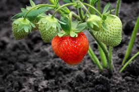 It's the summer squash with the shape of a cucumber. When To Plant Strawberries In Ohio