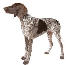 These dogs enjoy working, and you'll find they're alert dogs who keep an eye—and a very strong nose—on everything. German Short Haired Pointer Dog Breed Purina