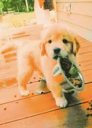 Not My Pic But Made By Me In 2020 Cute Baby Animals Cute Little Puppies Cute Little Animals