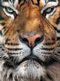 Sumatran Tiger Kampar Animals Sumatran Tiger Animals Beautiful