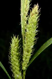 Image result for Carex echinochloe