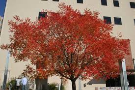 The sycamore maple tree produces suckers from its roots, after the. Planten Zaden Bolgewassen Fast Edible Showy Igiri Tree Tree Seeds Chinese Wonder Idesia Polycarpa Luxclusif Com