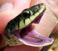 Two Things You Probably Didn T Know About Garter Snakes Living Digitally