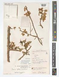 Image result for Grewia arborea