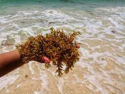 De acuerdo con la red de monitoreo del sargazo, las cantidades de la macroalga han disminuido en las costas quintanarroenses, así como en el gran caribe y las antillas, hasta en un 90 por ciento. Sargazo Las Algas Que Acaban Con El Turismo En El Caribe Dineroclub Net