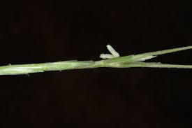 Image result for Centemopsis filiformis