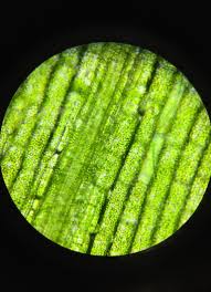 What can you see in a plant cell under a light microscope. Plant Cells Under The Microscope Microporn