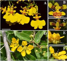 Image result for Janusia