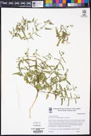 Image result for Vernonia nepetifolia