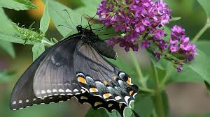 Maybe you would like to learn more about one of these? Garden Guru Lo Behold Ruby Chip Butterfly Bush Is Just Right