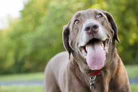 If the dog coughs once or twice, it's of no. Does Your Dog Have Cancer The Warning Signs You Need To Look Out For