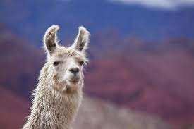 Love love love this room! 6 Things To Know About Pet Llamas And Alpacas Getting A Llama As A Pet